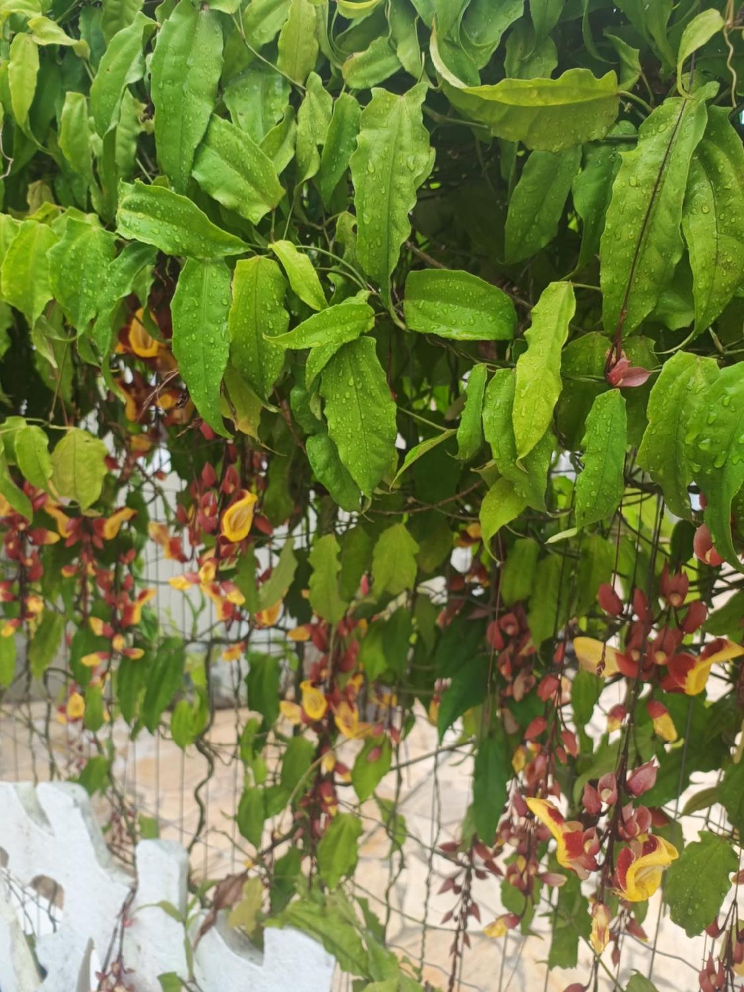 Pousada Nova Primavera Ubatuba Exterior foto