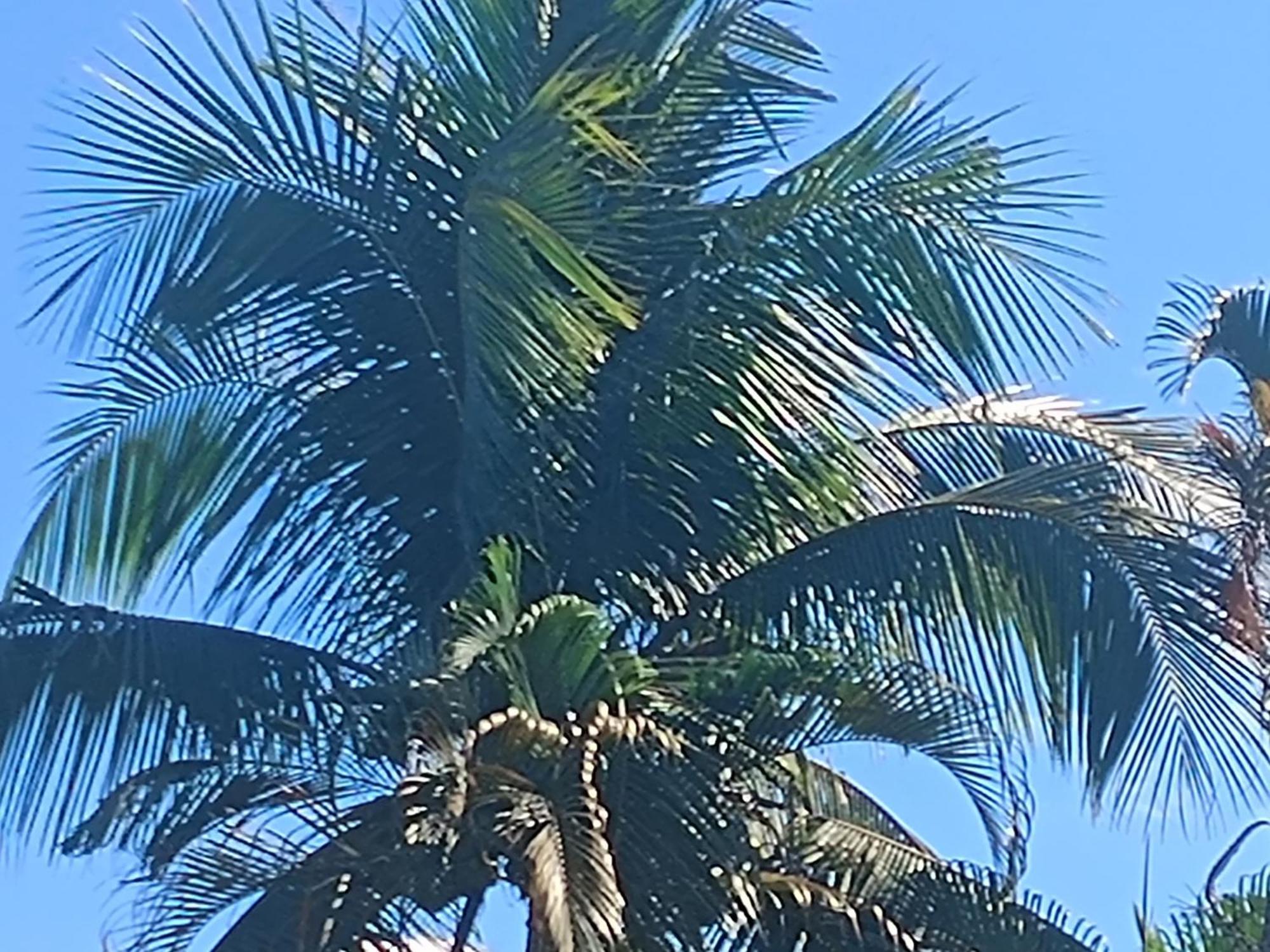 Pousada Nova Primavera Ubatuba Exterior foto